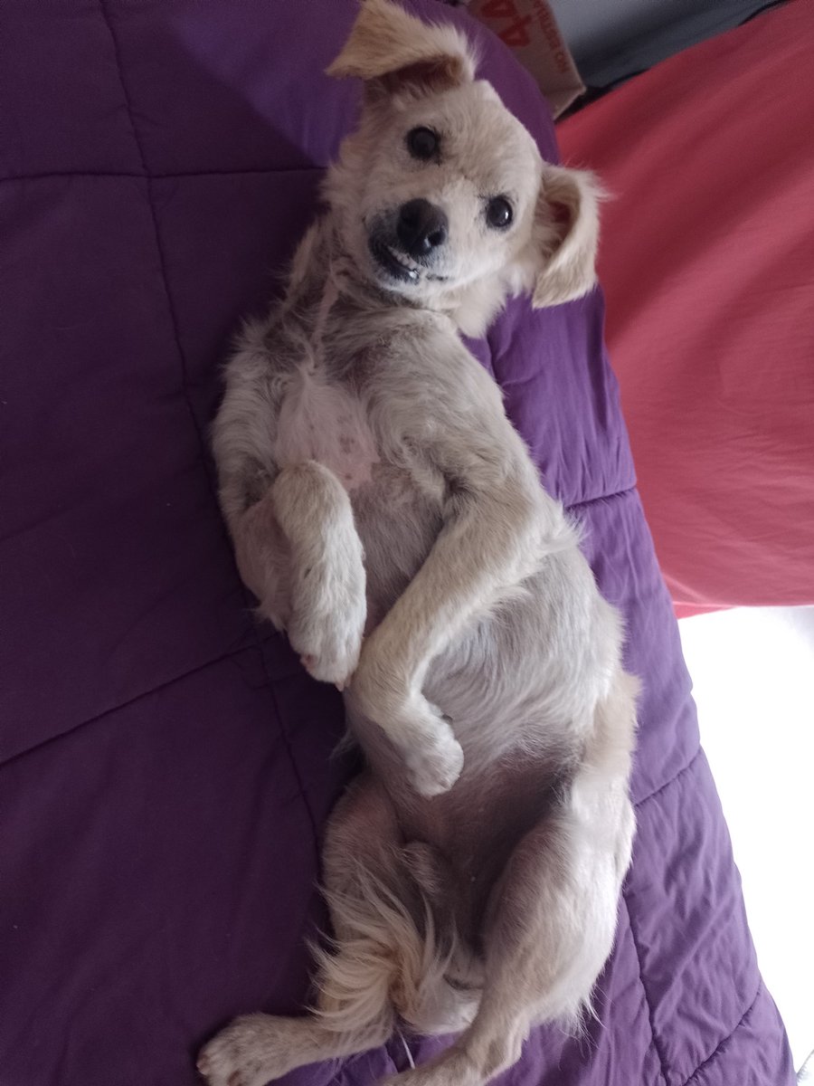 Lolito sigue esperando un hogar. Es tamaño pequeño, está castrado, sanito, es un amor!!💜 Difundir por favor 🙏🏻