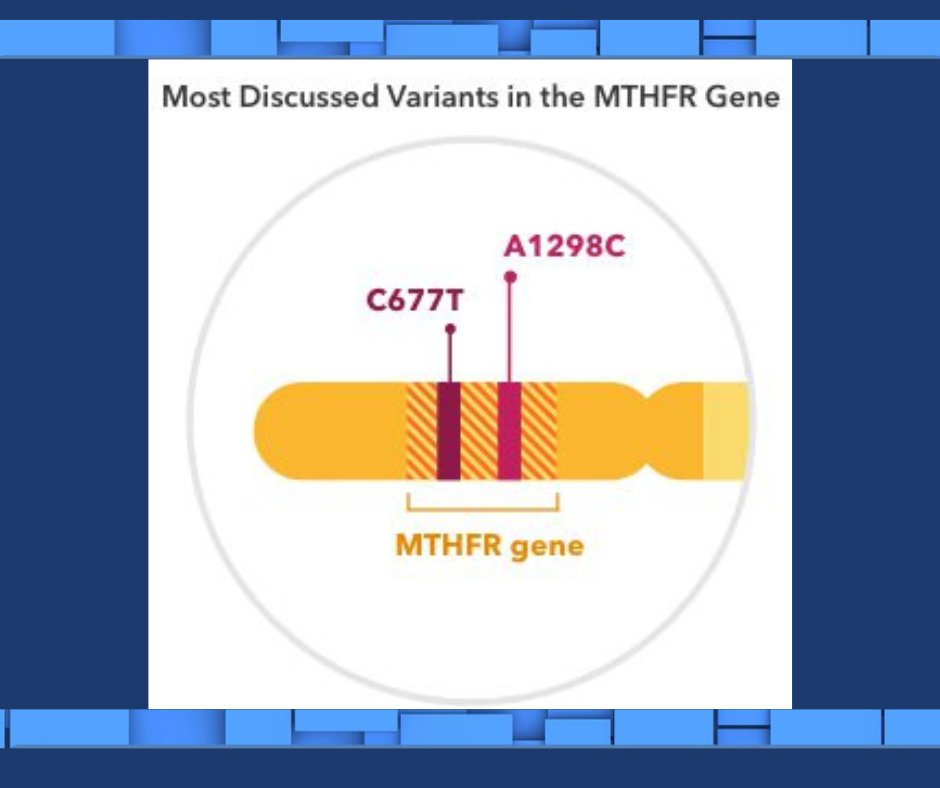 HCUAmerica's tweet photo. #HCUAwareness2022 #HCUFact 18:
โก๏ธ While severe #MTHFR is the rarest form of #Homocystinuria, the 2 common mild variants (โC677Tโ and โA1298Gโ ) are found in the gene in approximately 10-15% of the population. HCU Network America only focuses on the severe form. https://t.co/bebQ4hOXnL