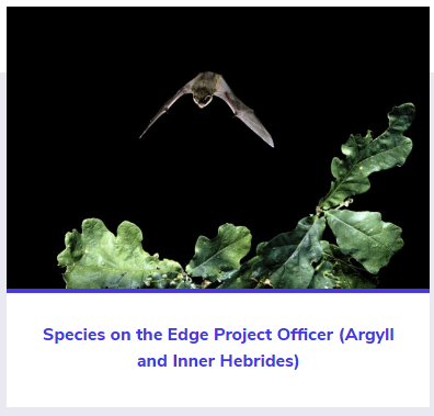 _BCT_'s tweet photo. #Vacancy @_BCT_ is recruiting a Species on the Edge Project Officer to lead on the implementation of the project, delivering bat survey/monitoring work, volunteer/community coordination &amp; engagement, and landowner/farmer engagement - https://t.co/qxqBeB7Pq6 Deadline 31st October https://t.co/bc5SRTxAy0