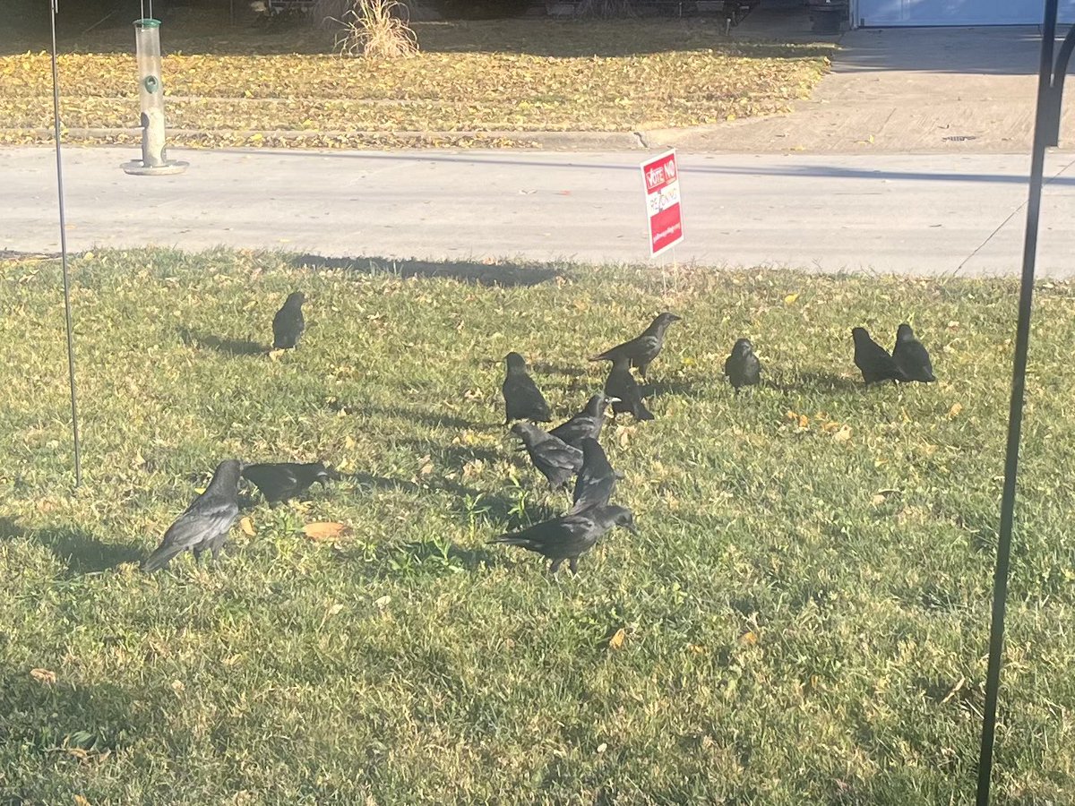bethayoung's tweet photo. I have a murder (of crows) in the front yard this morning. It started with 3 because I have been feeding them peanuts. Today, they brought a lot of friends. https://t.co/PCdgPXcthb