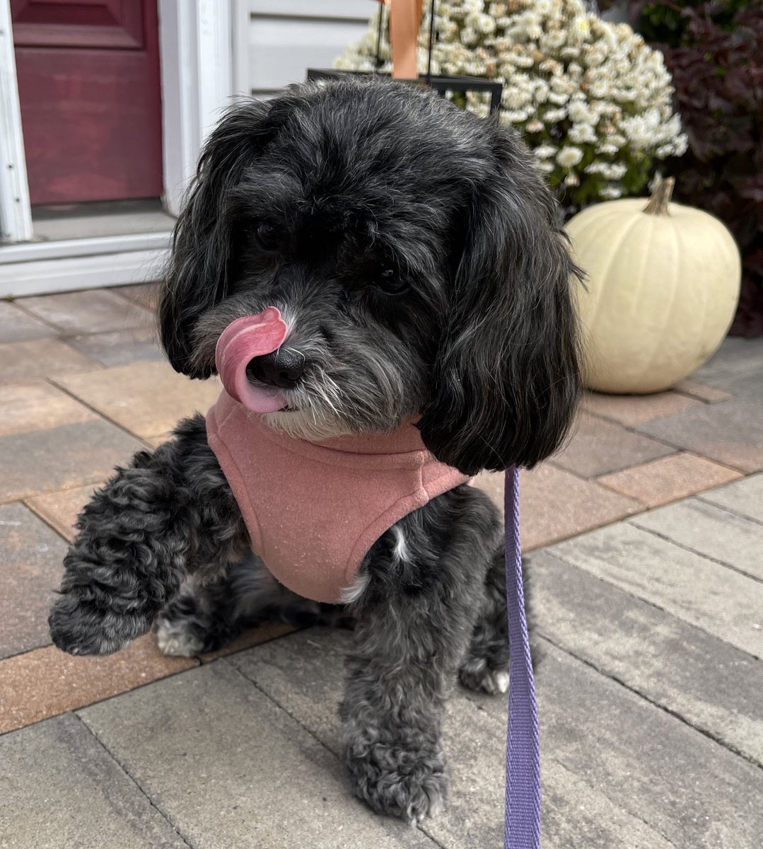 Dis is me spectacular “one paw up wif curly tongue” move for #TongueOutTuesday Hope you like it. It was hard work. 🐾👅 #tot #dogsoftwitter #DogsonTwitter #dogs #TuesdayMotivaton