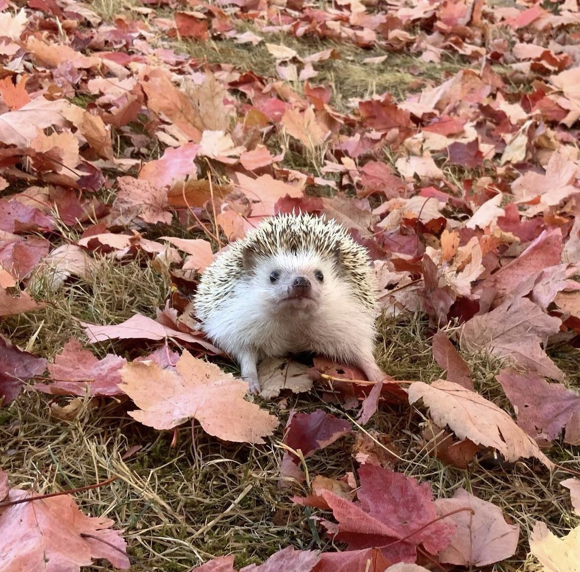 daily__hedgehog's tweet photo. Tuesday 18th October, 2022 https://t.co/m5pGoSHPSz