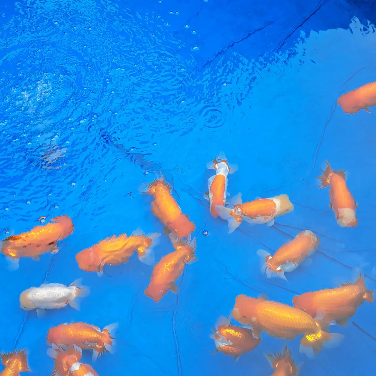 金魚の病気 Twitter Search Twitter