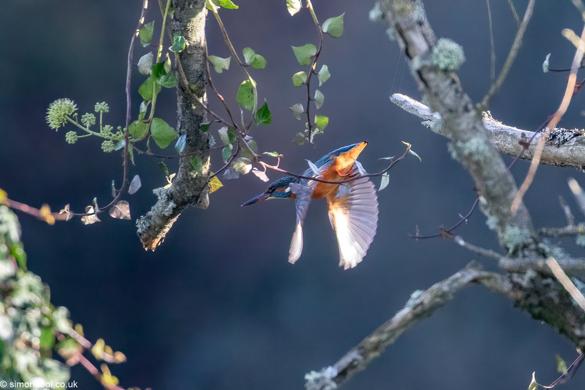 simonbool's tweet photo. On a mission Kingfisher at Par #cornwall
 @Team4Nature @NatureUK @wildlifenet @CwallWildlife @CBWPS1 https://t.co/5cJ9JfOwwc