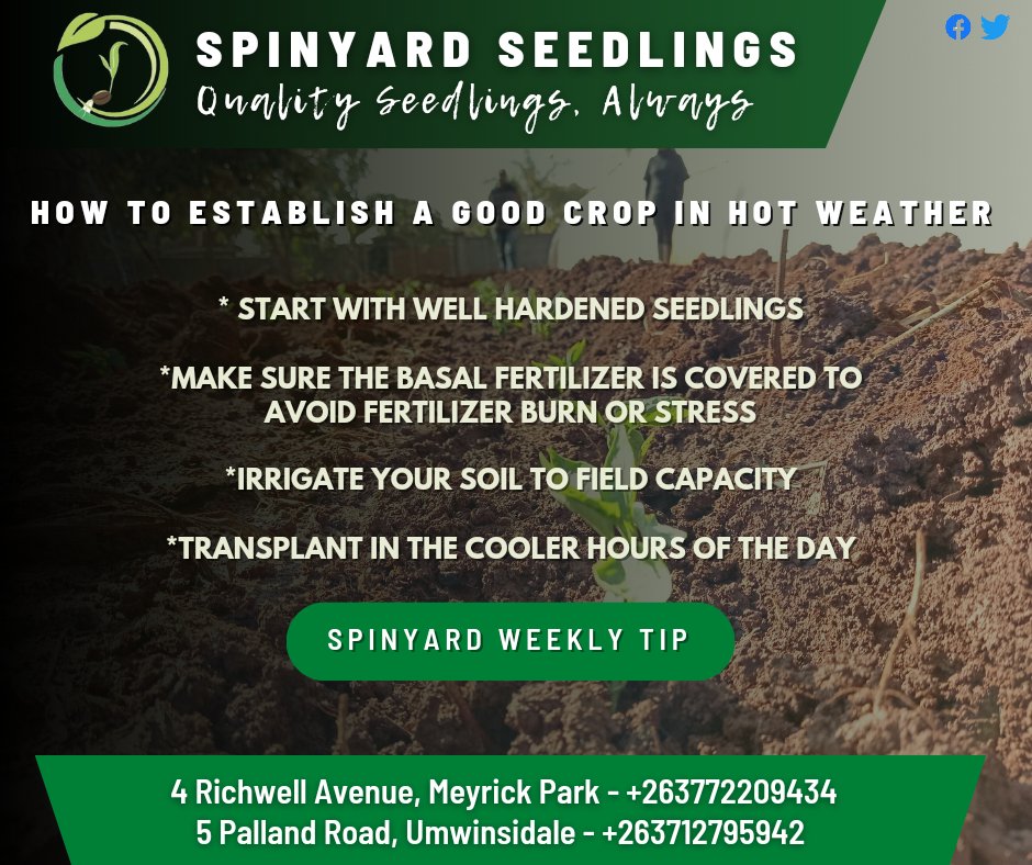 Seedli1Spinyard's tweet photo. GET IT RIGHT ON DAY ONE!!

High temperatures in summer are of essential value to plants specifically in meeting their Heat Unit requirements, but caution must be taken as they may pose a danger in form of transplanting shock. 

Get it right and have the desired crop stand. https://t.co/k9Q011rq8I