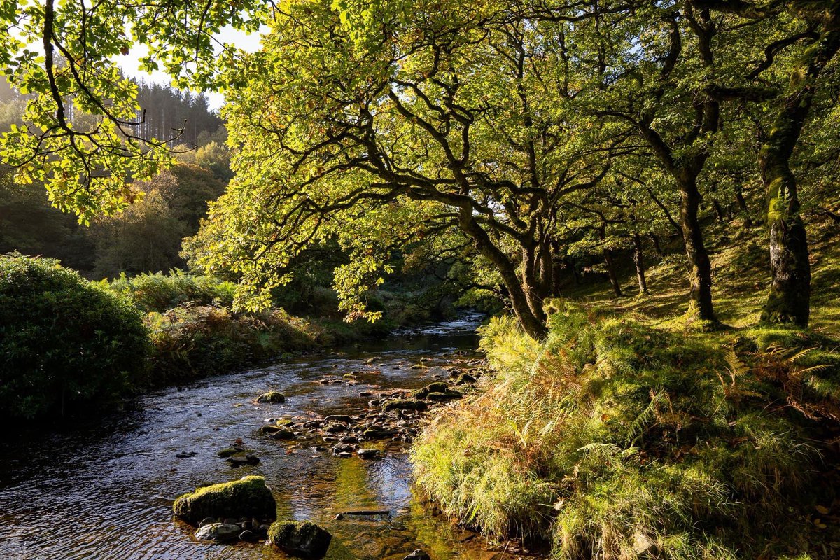 Badgeworthy Water #Exmoor #lornadoone #trees #autumn
