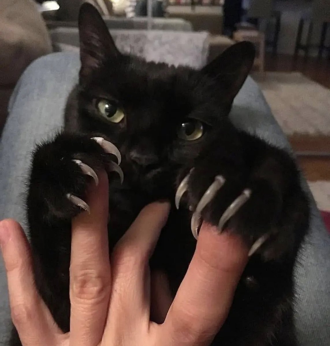 SpiralDirect's tweet photo. Blade kitty has its grips on you what do you do?
Stay forever or never leave ππββ¬πͺ
πΈkata.Ivan
#metalhead #metal #blackcat #gothkitty #goththings #gothstyle #gothaesthetic #darkarts #goth #metalchick #gothcat https://t.co/YHLxV1k0Uc