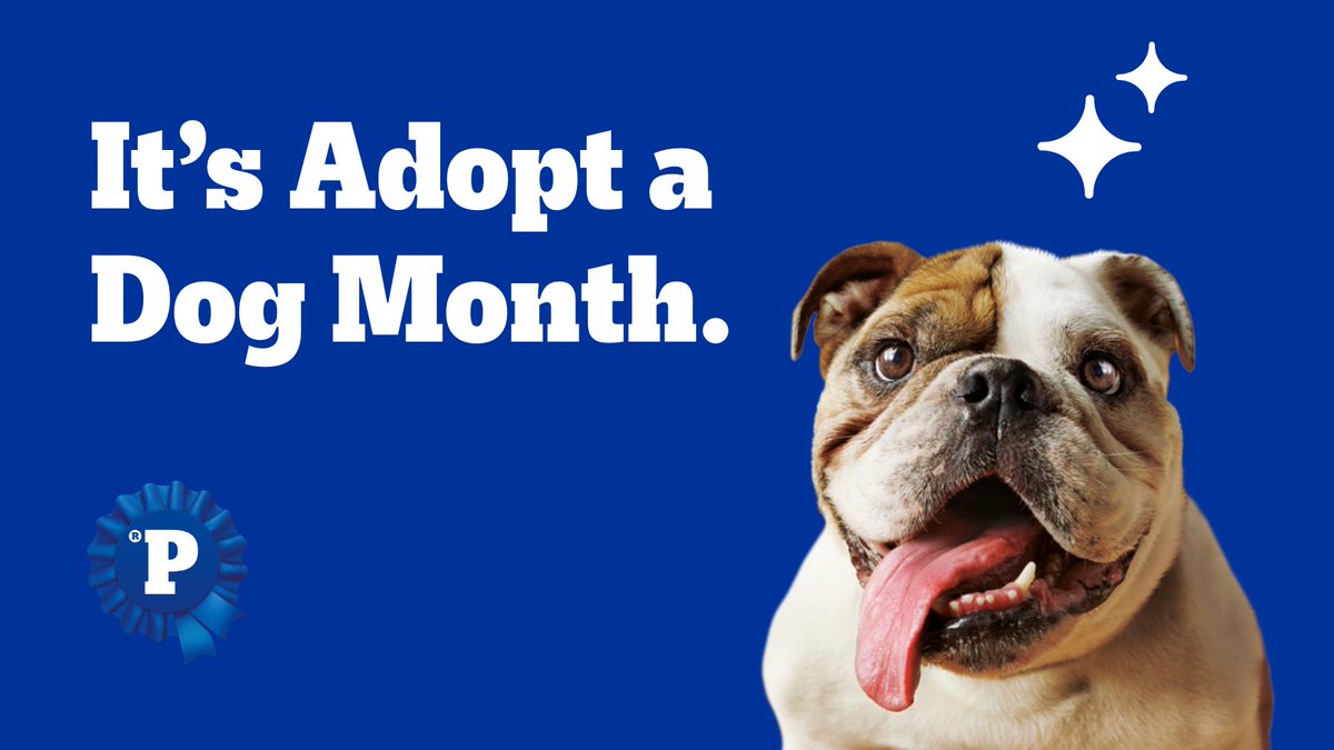 💙 Tell us your adopted dog’s name and don’t forget to tag your local shelter to help spread the word. #PEDIGREE #AdoptADogMonth #DogAdoption