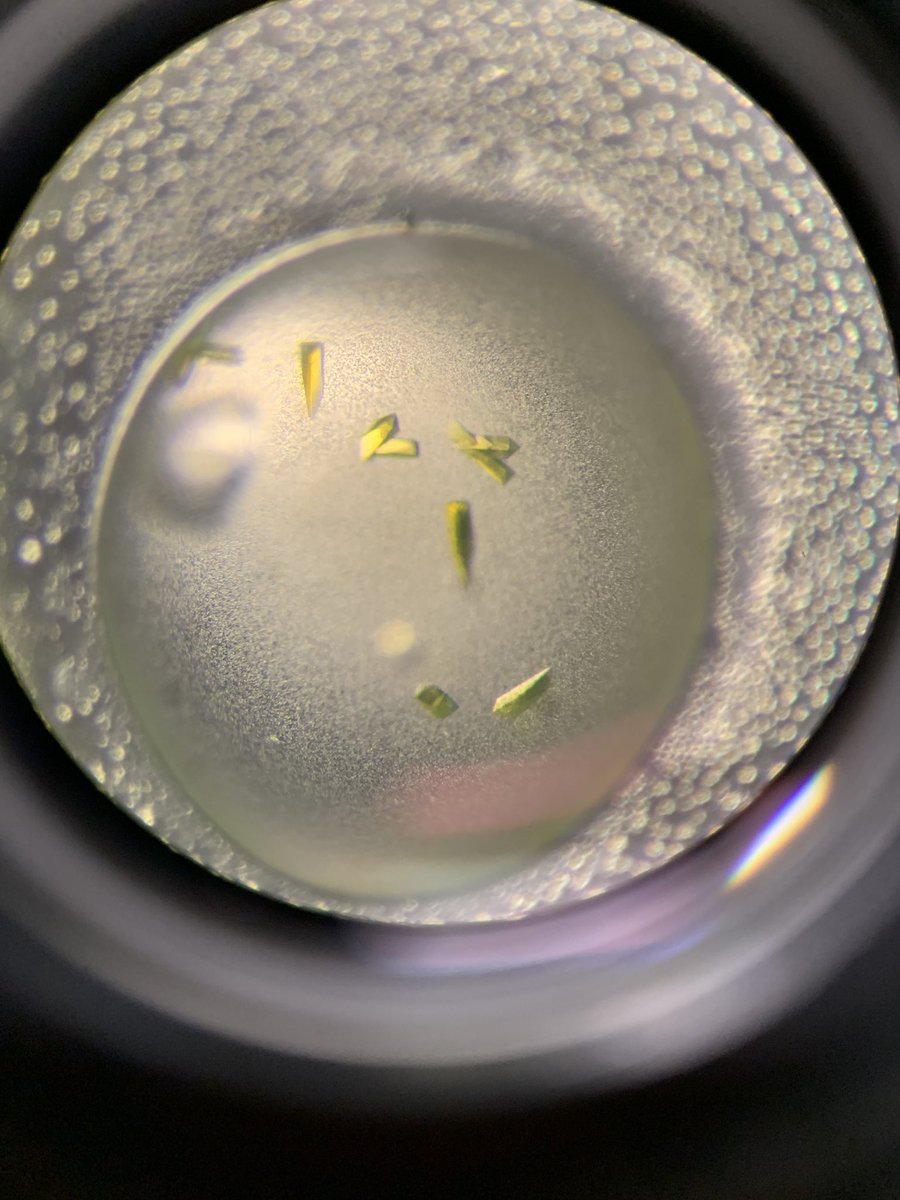 Sam Ben Meriem tweet media