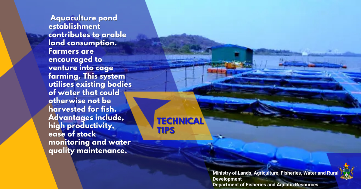 DeptFisheriesa1's tweet image. #CageCulture #TechnicalTips #FishFarming