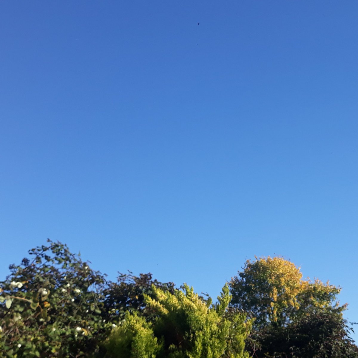 erbradfield's tweet image. Feeling incredibly grateful for this amazing weather today which is supporting a feeling of mental exhaustion ☀️ #VitaminD #OpenWorking #SelfCare #resilience