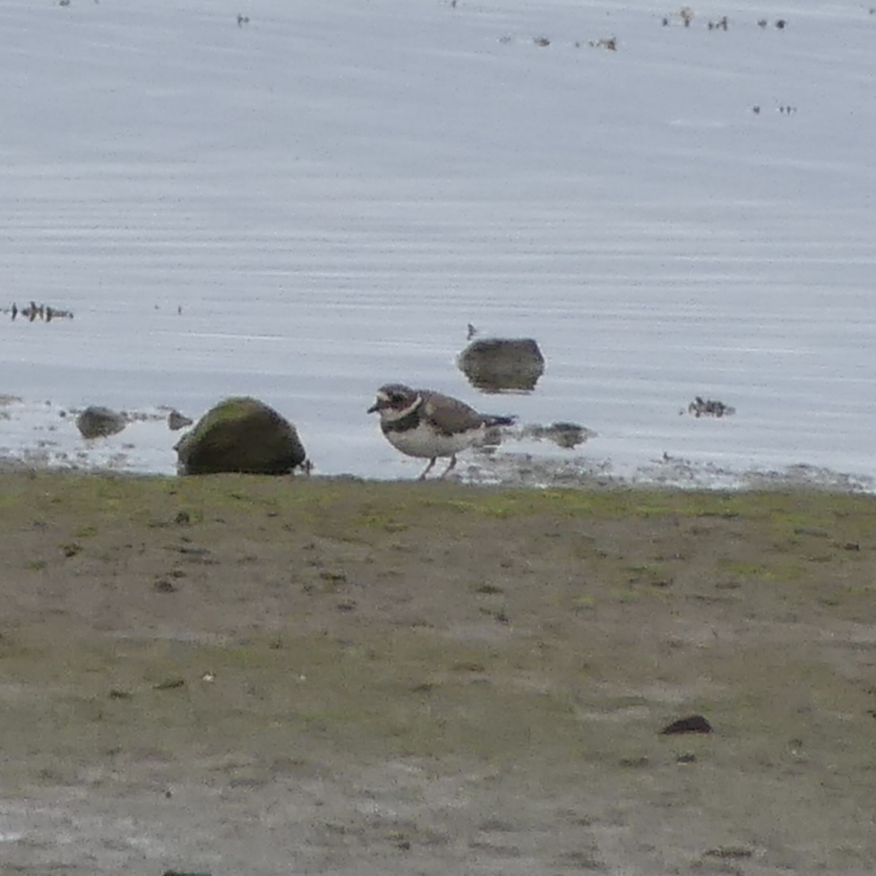 JoshsWildlife's tweet photo. Ringed Plover at @RSPBScotland Udale Bay

#plovers #birds #plover #shorebirds #wildlife #bird #birdsofinstagram #birdphotography #nature #best #shorebirdsofinstagram #birding #wildlifephotography #birdwatching #birdlovers #wadingbird #shorebird #beachbirds #RSPB #HighlandBirds https://t.co/8FQYUpw8KZ