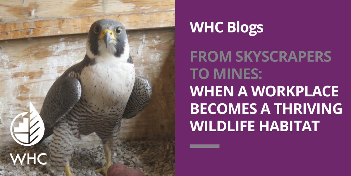 DoreenEDavis's tweet photo. From peregrine falcons nesting on skyscrapers to bats living in abandoned mines, many species have found habitat in structures used by humans. Learn how to make these incidental habitats as beneficial for wildlife as possible in our new blog post: https://t.co/3Dly5swQI2 https://t.co/AUiUlFirn2
