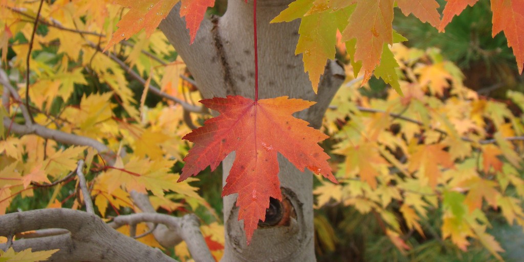 It may be chilly but it is still a good day for a brisk autumn walk on our trails!  Join us today at noon for a trail walk.  Meet at the Nature Center.