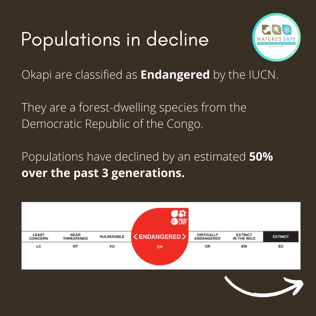 natures_safe's tweet photo. Happy #WorldOkapiDay !
A core element in Okapi conservation is maintaining a sustainable, cooperatively managed population across zoos which can contribute to the in situ population.
By #cryopreserving Okapi tissue in our living #biobank , we are contributing to this goal. https://t.co/bNAOl9KgDj