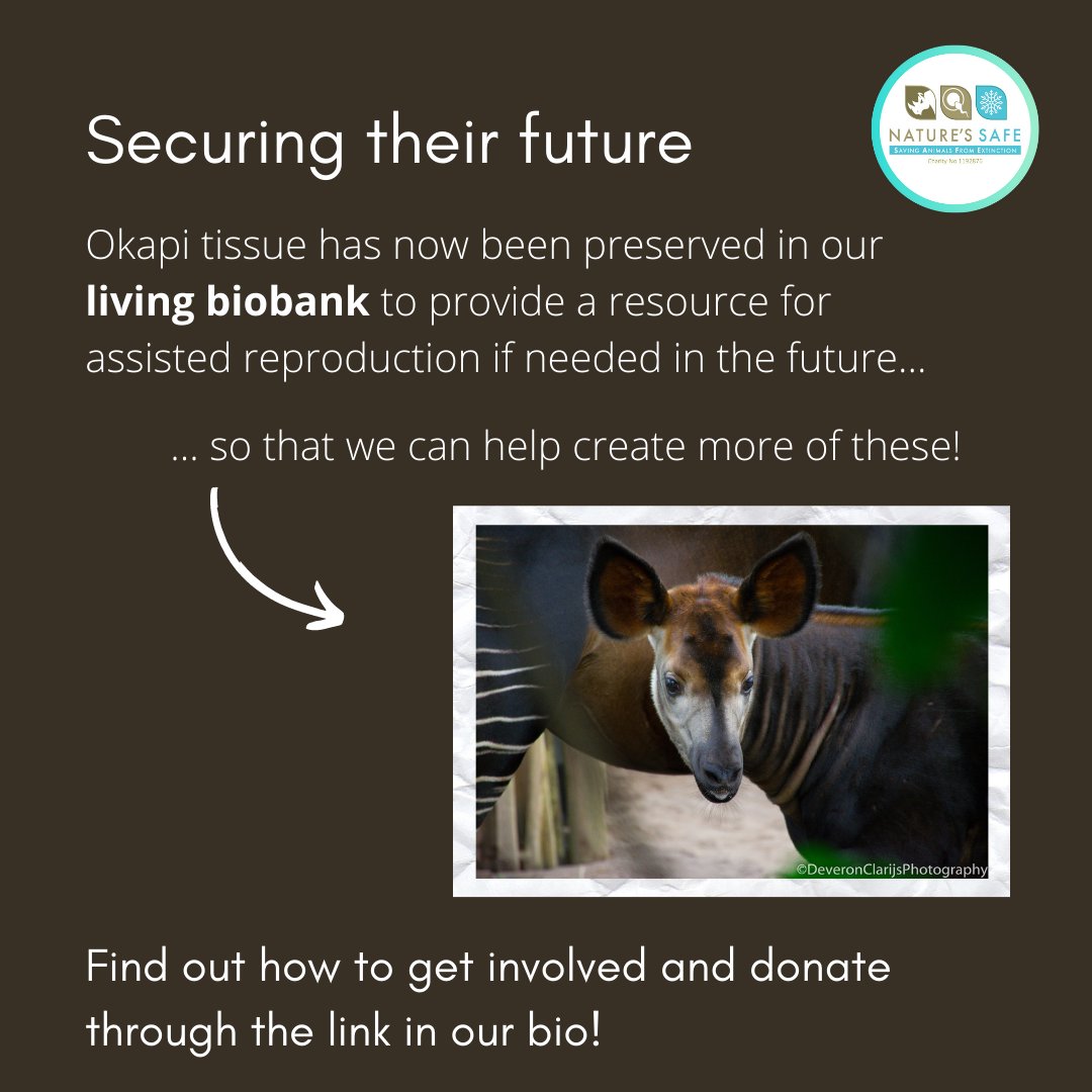 natures_safe's tweet photo. Happy #WorldOkapiDay !
A core element in Okapi conservation is maintaining a sustainable, cooperatively managed population across zoos which can contribute to the in situ population.
By #cryopreserving Okapi tissue in our living #biobank , we are contributing to this goal. https://t.co/bNAOl9KgDj