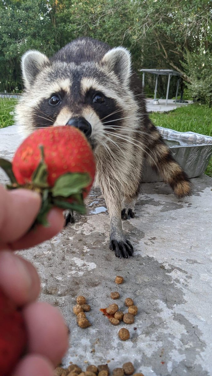 Raccoons Hourly (@raccoonhourly) on Twitter photo 