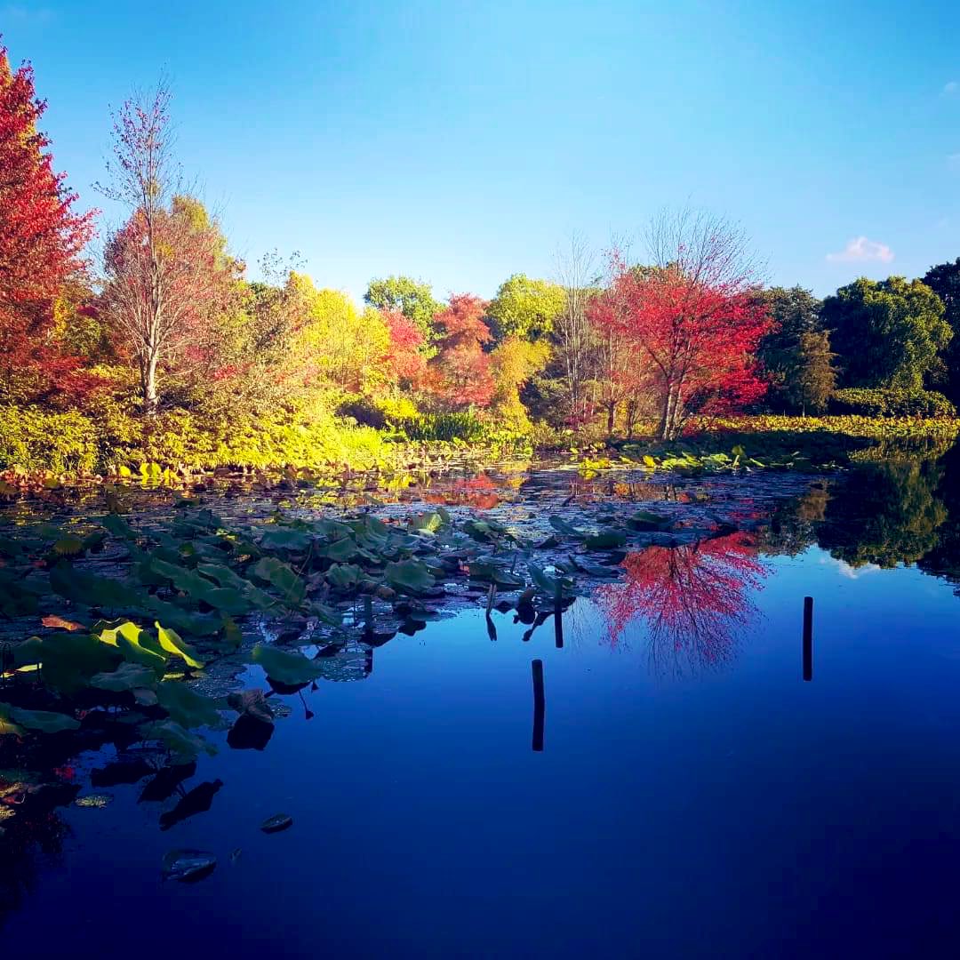 pinkythename's tweet photo. #Autumn shows us how beautiful it is to let things go. 
#ColoursOfFall https://t.co/yL3oYISCf3