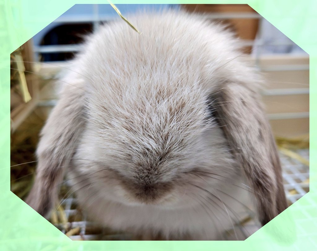 rabbittoro's tweet photo. おきてます
#今日のとろちゃん
#うさうさラビトリー https://t.co/o3bB7qr6h8