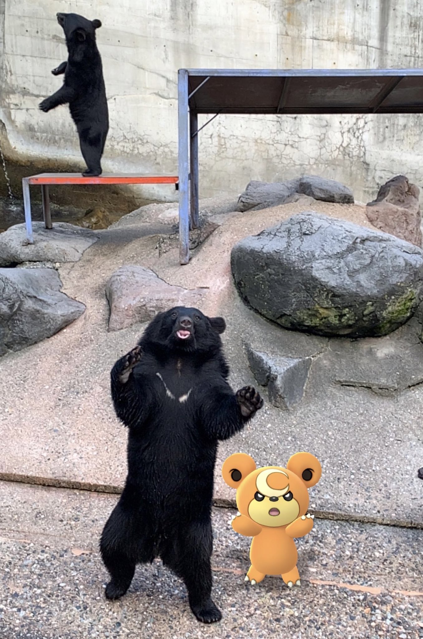 じーふ Ji Fupokemongo Twitter