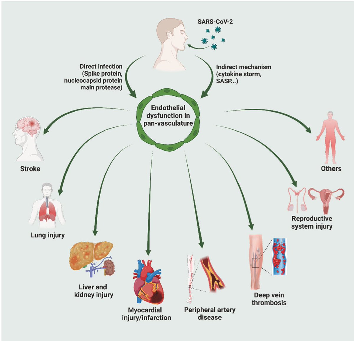 Inflammation and dysfunction of the lining of blood vessels—the endothelium—is the basis for many of the cardiovascular complications of Covid. A new, solid review here nature.com/articles/s4140…