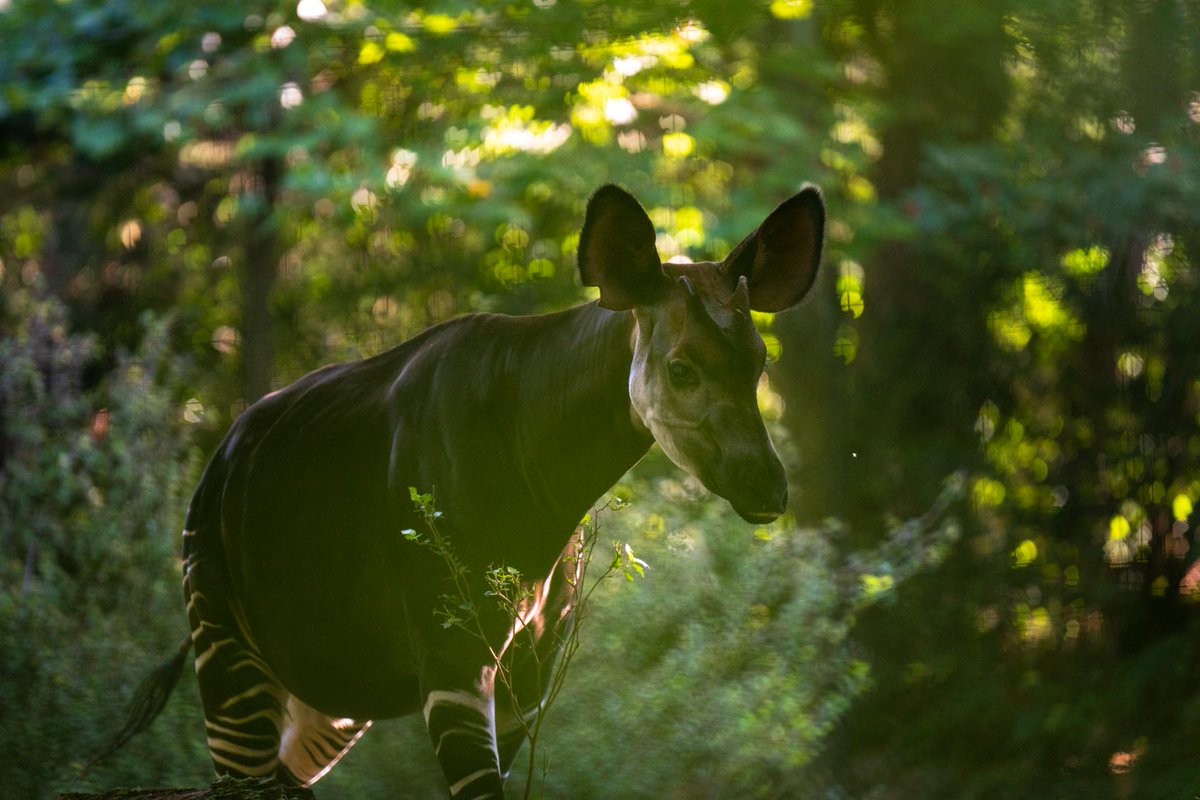 It's World Okapi Day! The okapi is the closest living relative of the giraffe and native to the Democratic Republic of Congo. The okapi is an endangered species, and the Columbus Zoo is a long-term supporter of the Okapi Conservation Project, which works to protect okapi habitat.