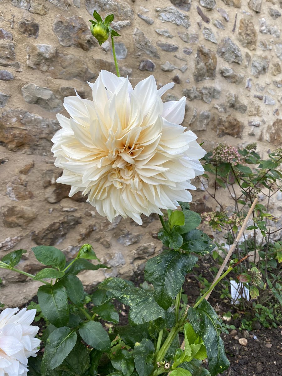 ccw636's tweet photo. #cottageflowersilminster #dhalias #gardeningontwitter
Perfect morning to visit my local florist and garden . Stunning dahlias . https://t.co/SDvrwSbi4C