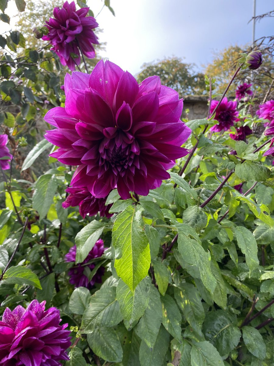 ccw636's tweet photo. #cottageflowersilminster #dhalias #gardeningontwitter
Perfect morning to visit my local florist and garden . Stunning dahlias . https://t.co/SDvrwSbi4C
