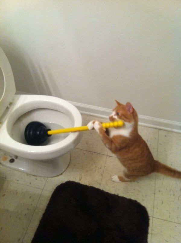 DontShowYourCat's tweet photo. finally hired a plumber https://t.co/cKl1Qx8sqc
