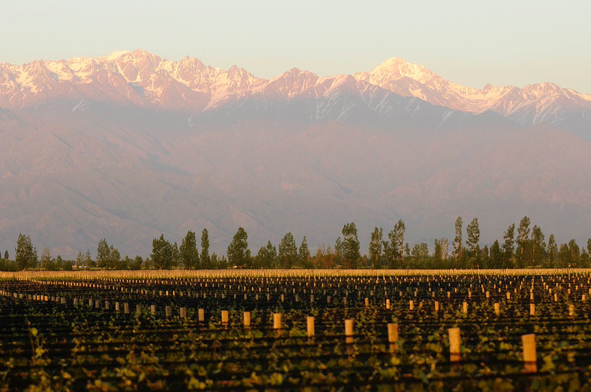 Argentinian winemakers are finding more innovative ways to work with their soils &amp; micro climates to make refreshing wines that reflect where they come from &amp; meet the needs of their key export markets says  Fernando Mengoni at <a href="/GraffignaUK/">Graffigna</a> on <a href="/TheBuyer11/">The_Buyer</a>  the-buyer.net/people/graffig…