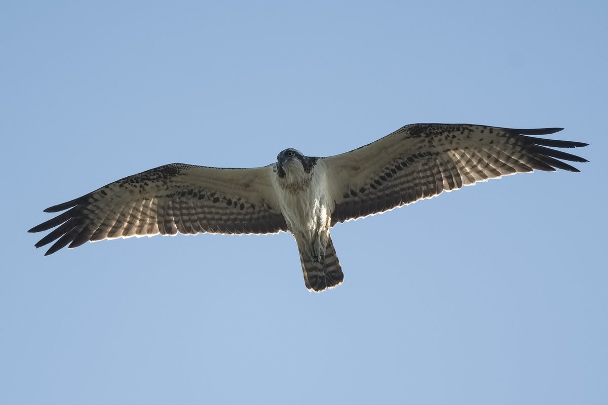 #Visarend #Western_Osprey 

#birdingphotography #birdphotography #nikond500 #wildlife @vogelbescherming #vogelskijken @roots_nl #instabirds #instawildlife #bird_brilliance #bird_lovers <a href="/amazing_birds/">flyfishing_NEWS</a> @vogelfotografien <a href="/staatsbosbeheer/">Staatsbosbeheer</a> #wnfnederland @birds_captures #driemanspolder