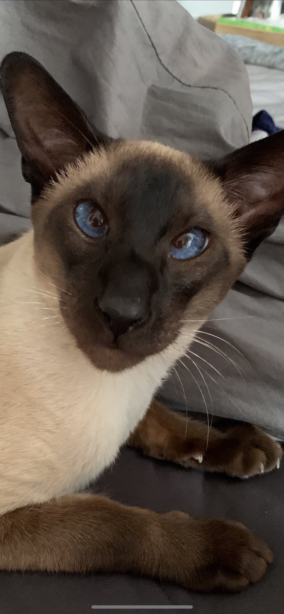Queenie1969's tweet photo. #ThisMorning my beautiful best friend Louis #petportrait #siamese https://t.co/qASHuDbYUx