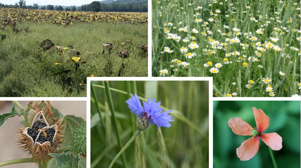 Stéphane CORDEAU tweet media