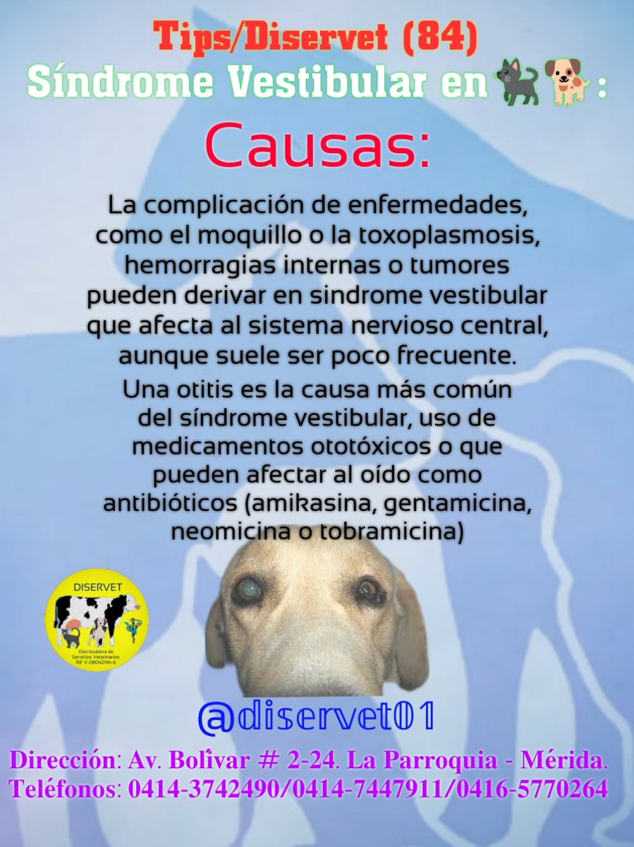 diservet01's tweet photo. 3️⃣El pronóstico es diferente en cada mascota por la variedad de causas que pueden provocar el síndrome vestibular, por lo que es necesario acudir rápidamente al Médico Veterinario
@diservet01 #TipsDiservet #sindromevestibular #petlovers
#consultaveterinaria @mvreinaldorivas https://t.co/9nUWKuXiBQ