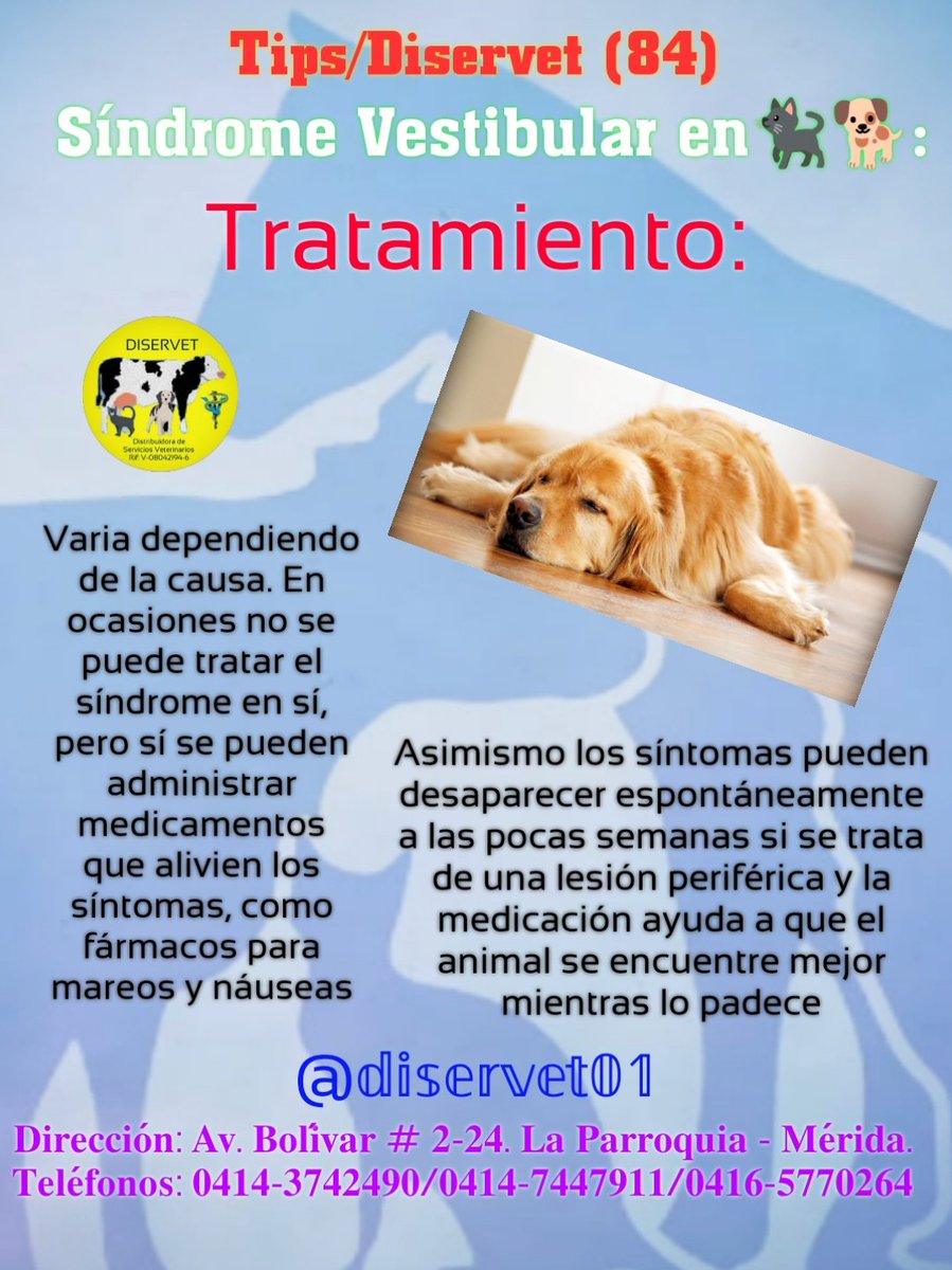 diservet01's tweet photo. 3️⃣El pronóstico es diferente en cada mascota por la variedad de causas que pueden provocar el síndrome vestibular, por lo que es necesario acudir rápidamente al Médico Veterinario
@diservet01 #TipsDiservet #sindromevestibular #petlovers
#consultaveterinaria @mvreinaldorivas https://t.co/9nUWKuXiBQ