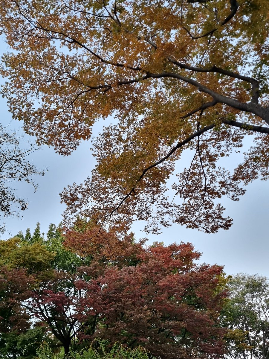 lostinbang7an's tweet photo. autumn 🤍 https://t.co/KJFvyERaFi