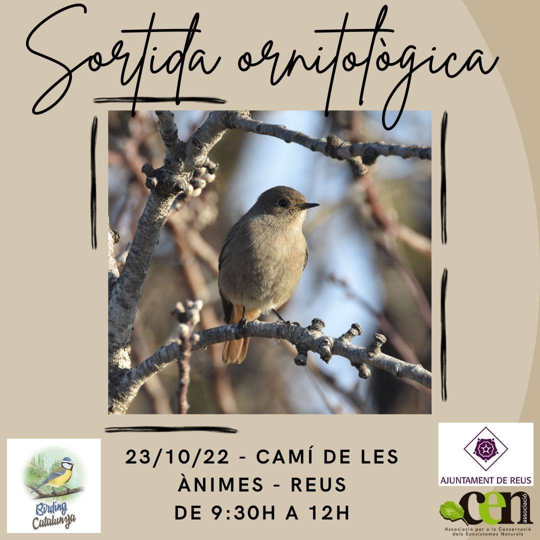 Descobreix de la mà de l'ornitòleg Enric Pàmies alguns dels ocells que podem trobar a Reus 🐦

La regidoria de Medi Ambient 💚 organitza aquesta sortida el proper diumenge:

📅 23/10/22 · 09:30h - 12:00h
📍Camí de les Ànimes
✏️ Inscripcions: inscripcions.reus.cat/coneixemelsoce…