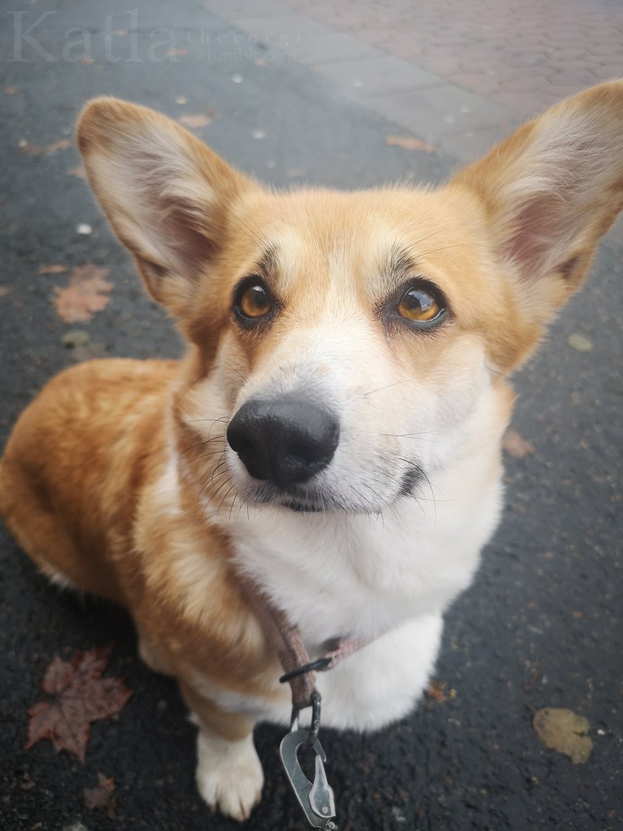 The light just hits this girls eyes diffrently #corgi
