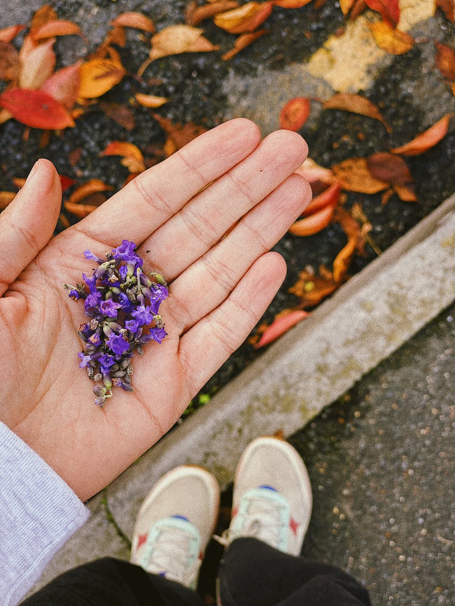 235 day of the war. Autumn in England. Lavender, which was presented by a son who studies at an English school. #war #UkraineWar