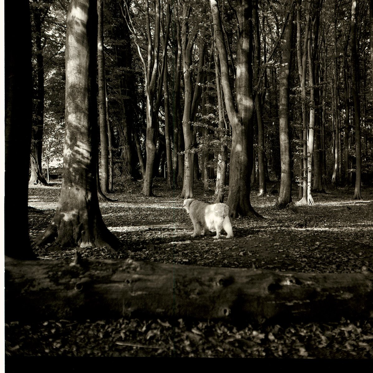 RobMoger's tweet photo. Those woods again…#erlestoke https://t.co/E5nog0aiy8