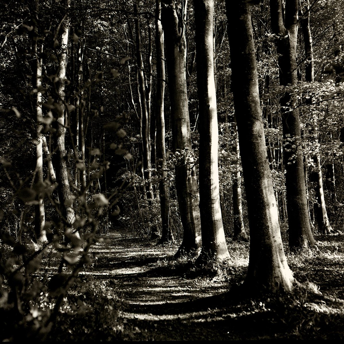 RobMoger's tweet photo. Those woods again…#erlestoke https://t.co/E5nog0aiy8