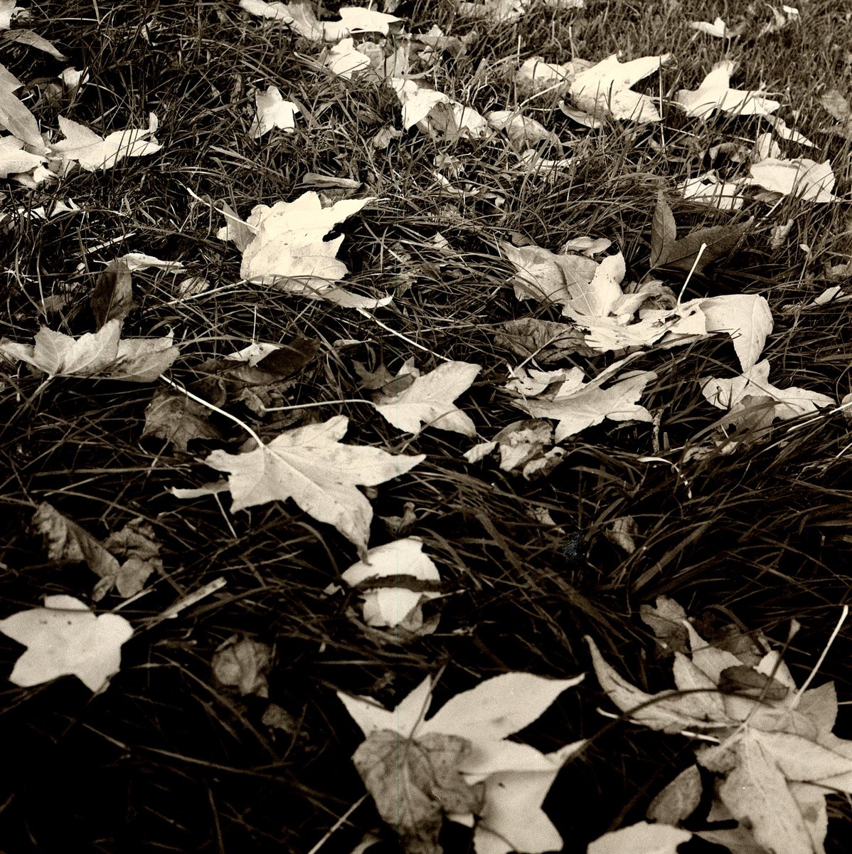 RobMoger's tweet photo. Those woods again…#erlestoke https://t.co/E5nog0aiy8