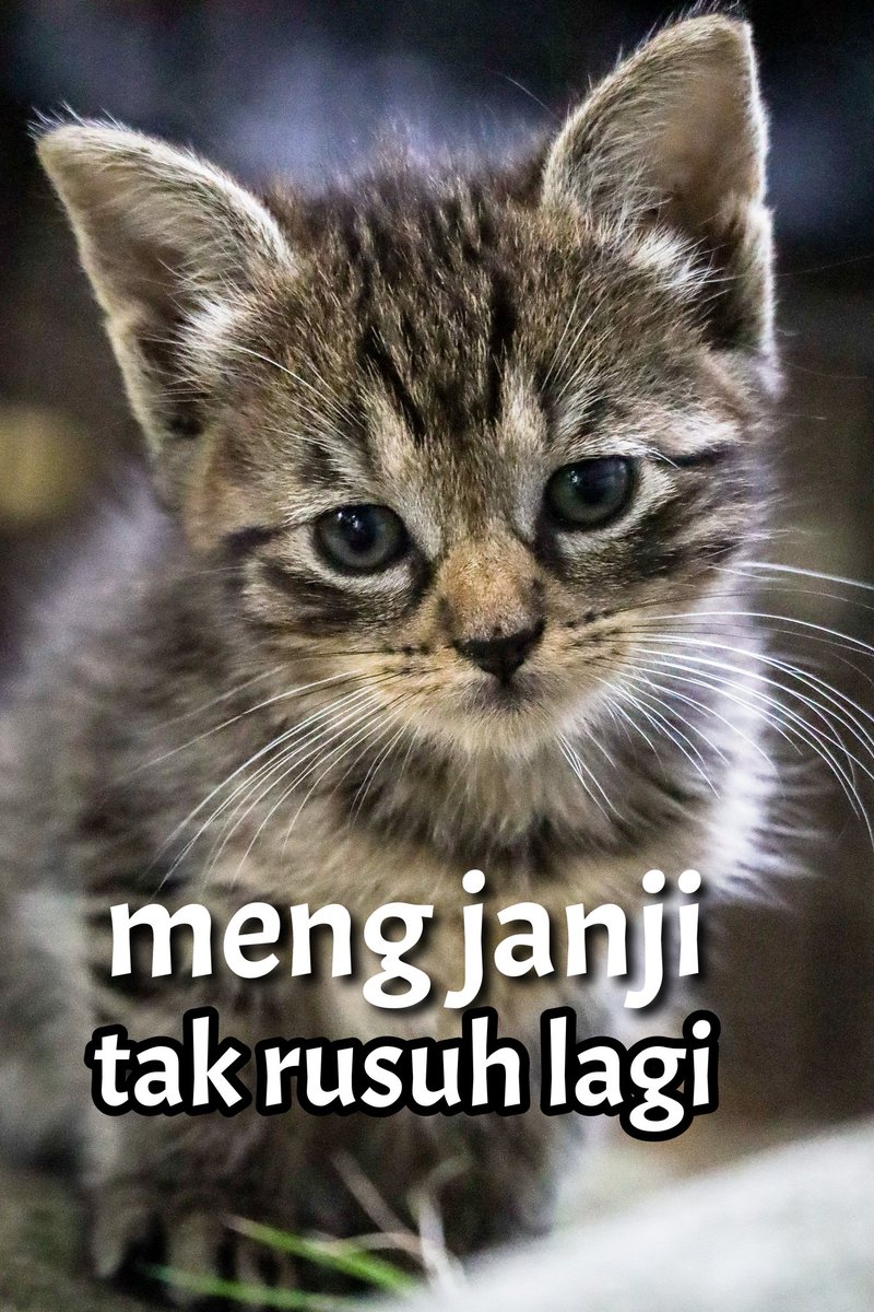 aku janji
tak buat rusuh lagi
jika aku esok rusuh kembali
aku akan berjanji lagi

percayalah kawan

#CelahAwan