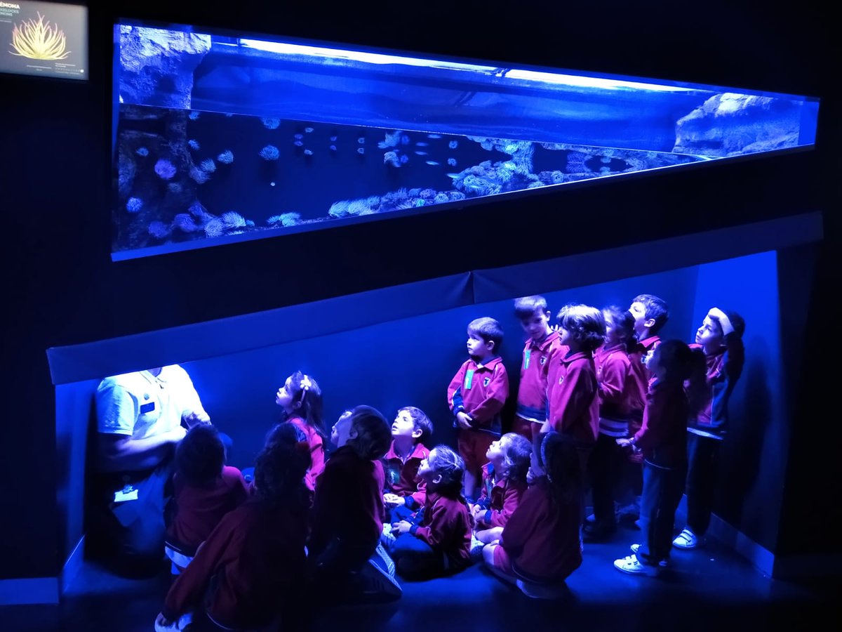 ColegiosElValle's tweet photo. Nuestros pequeños siguen disfrutando de su visita al #AtlantisAquarium 🦈📸
En esta ocasión, turno para #3INF de #LasTablas.
#ColegiosElValle #SalidasCulturales #EducaciónInfantil #LTB #ElValle https://t.co/S9CjBkUQeK