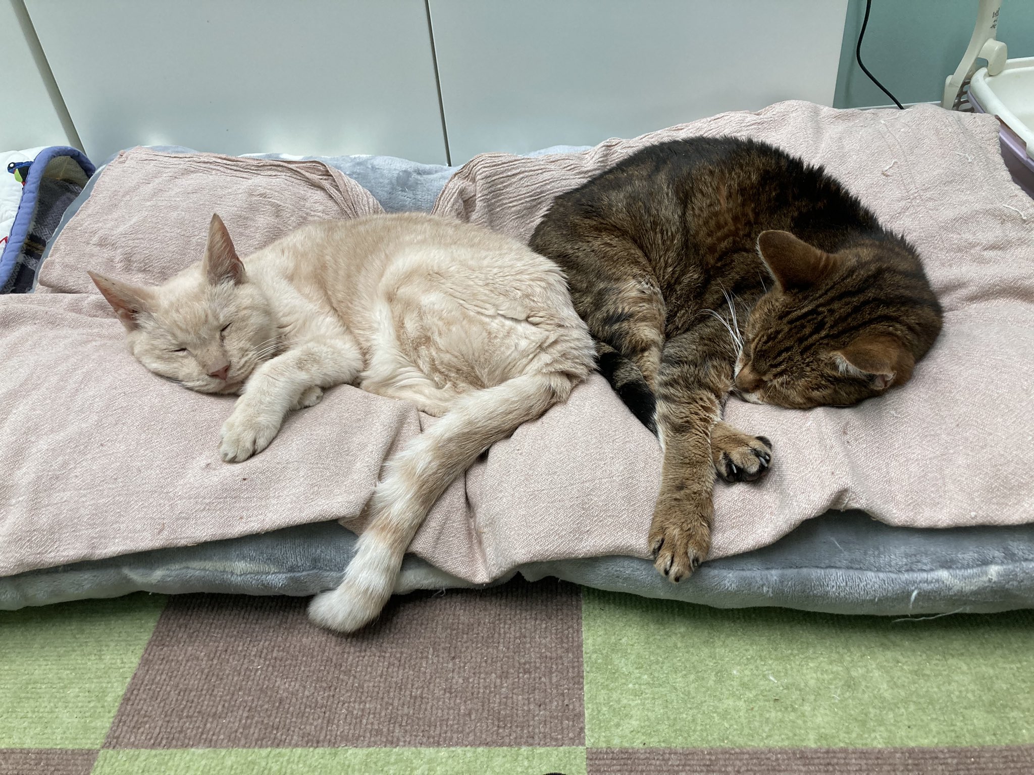 猫総合相談センターハッピータビー Tabbyclinic Twitter