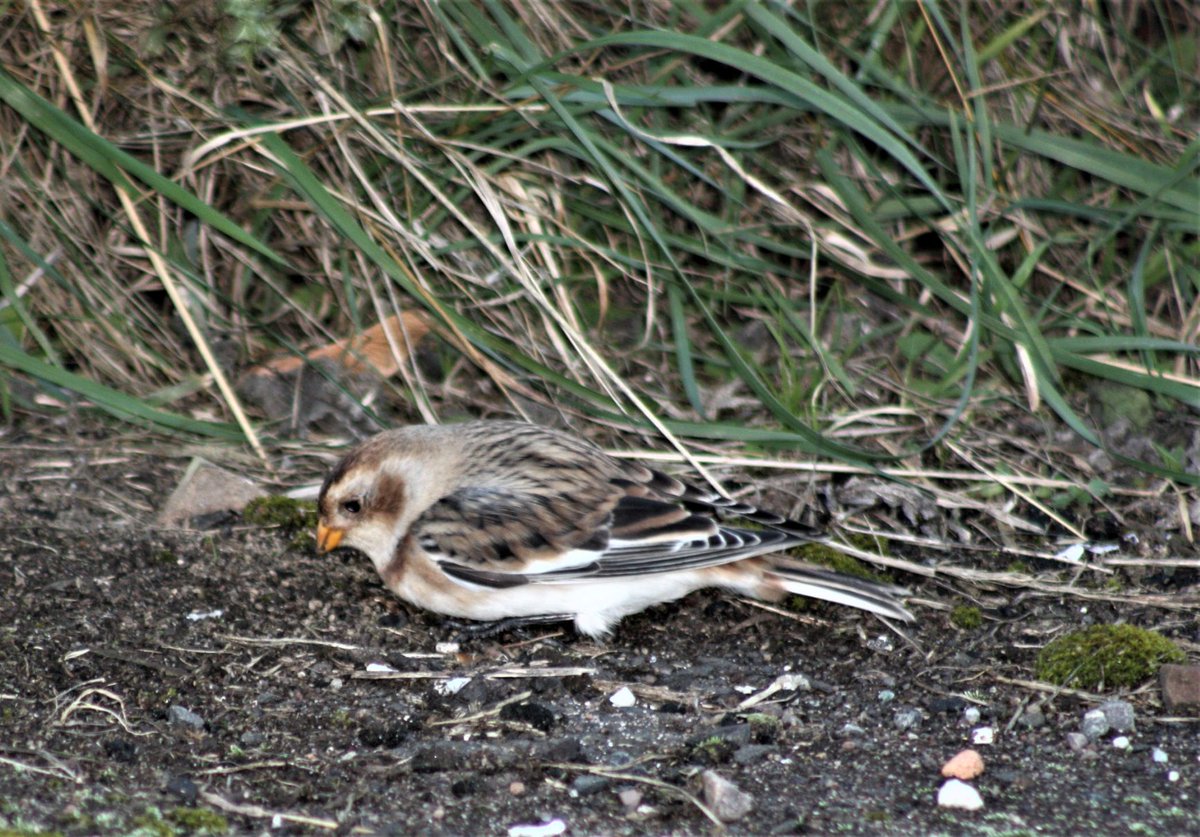 Caught up with the female Snow Bunting found by others on the Coastal Pathway at Berwick Golfcourse, busy stuffing itself with grass/nettle seeds and not to be disturbed! Nice one for this year's #localpatch list