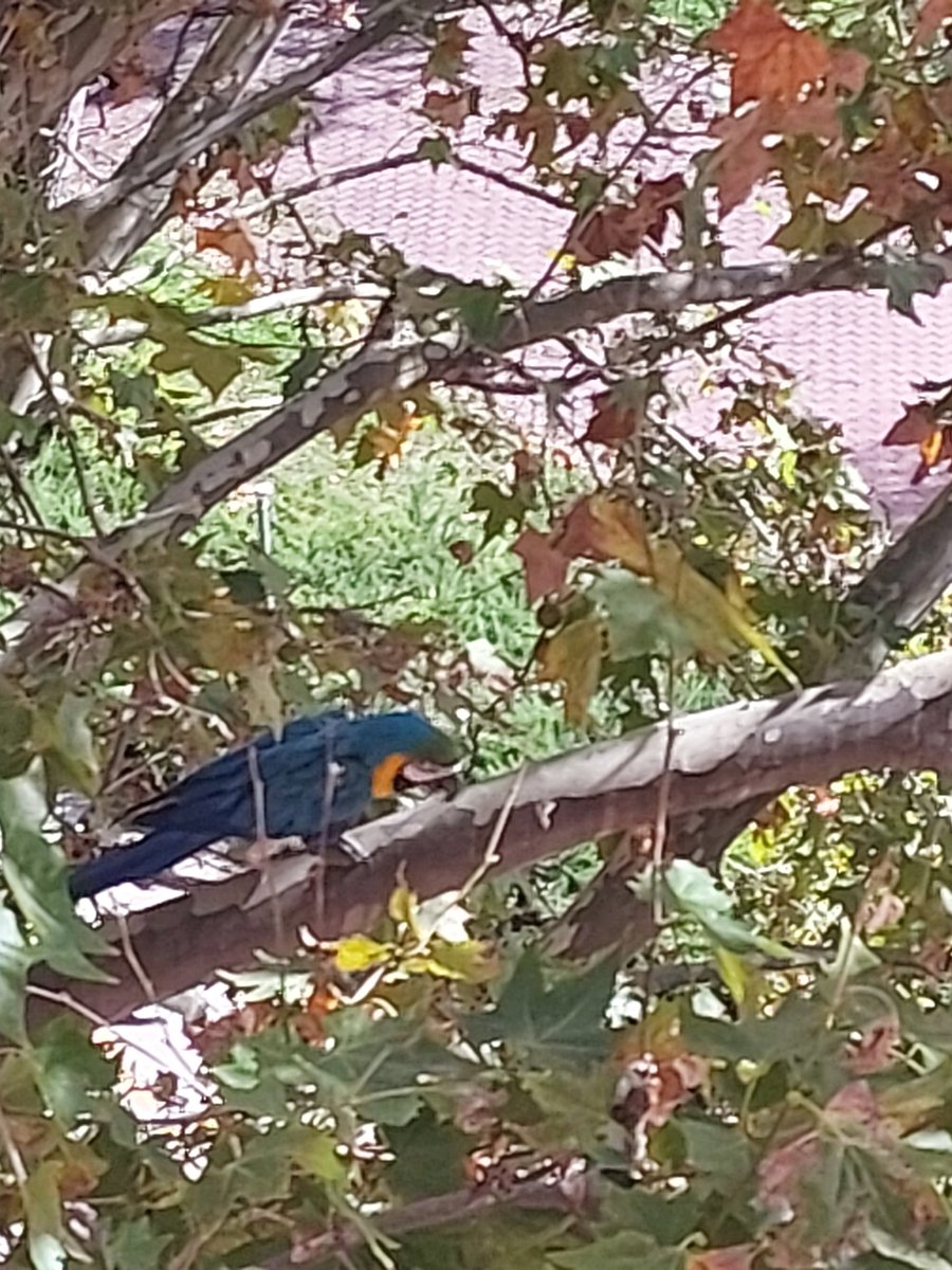 Loro que parece extraviado en zona #Arganzuela #Matadero #Legazpi por si resulta de ayuda @madrid <a href="/cpamadridsalud/">Centro de Protección Animal</a>