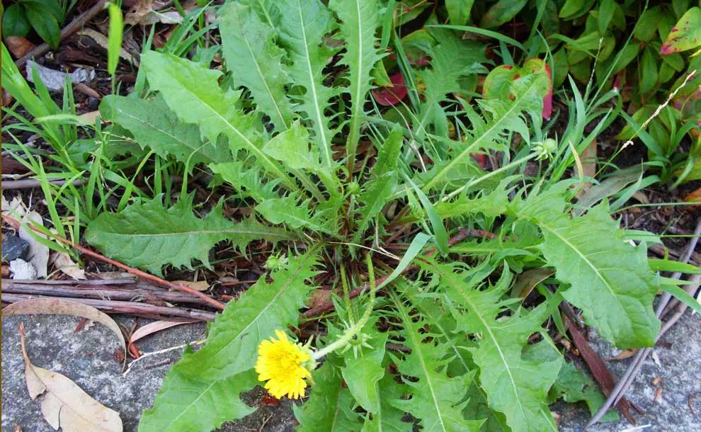 HerbalistChief's tweet photo. DEPRESSION AND STRESS

Get dandelion leaves. Dry and prepare tea from it. Add honey and lime to it and drink this intermittently throughout the day. You will feel okay. 
———
Captain smart Akuffo-Addo Messi and Ronaldo Achimota School Burna Izzy Finance minister https://t.co/si7iCpwogj