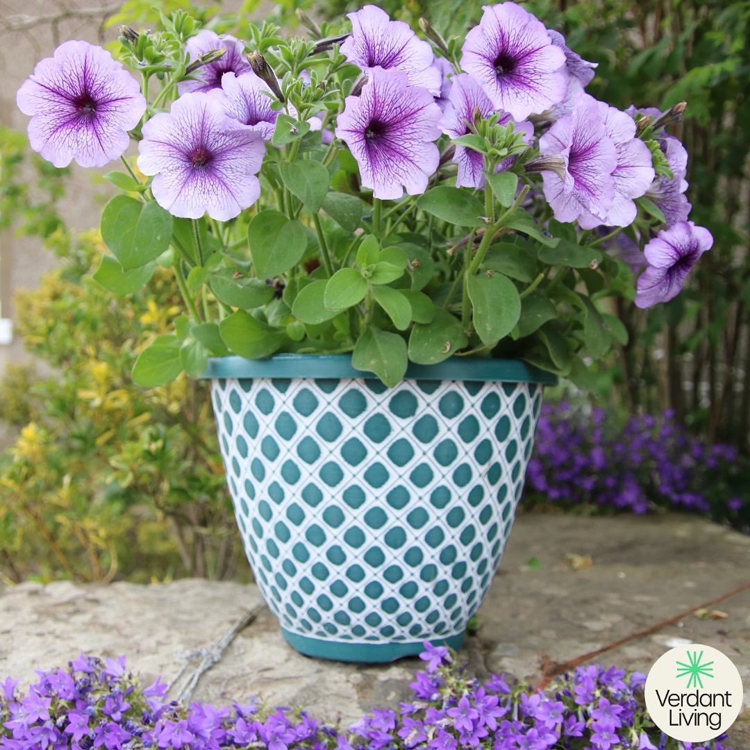 VerdantLivingUK's tweet photo. Take a look at our beautiful Bell Quilt Planters! 🌺🌸

To shop the full range today, click the Amazon link in the bio! 🔗

#Amazon #VerdantLiving #garden #VerdantLife #flowers #plants #Planters #gardenlife #ColourPots #foryoupage #sustainable #newcollection #gardendesign https://t.co/KFjsAo2u8f