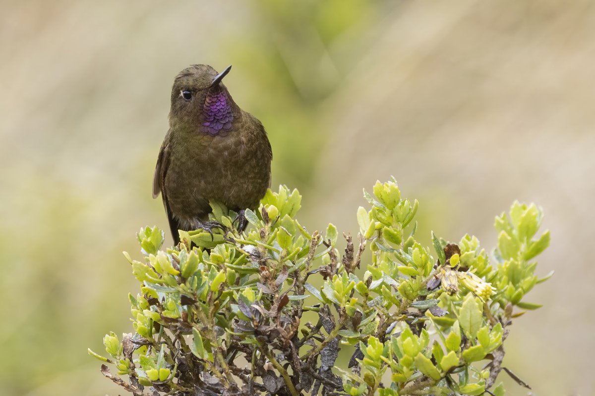 One of the expedition’s target species: Violet-throated metaltail, which is a super range-restricted hummingbird from Southern Ecuador. We use population genetic tools to study the population’s historical dynamics <a href="/VILLUMscience/">Science at VILLUM</a> <a href="/Macroecology/">CMEC</a>